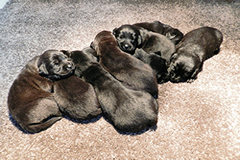 litter 2012